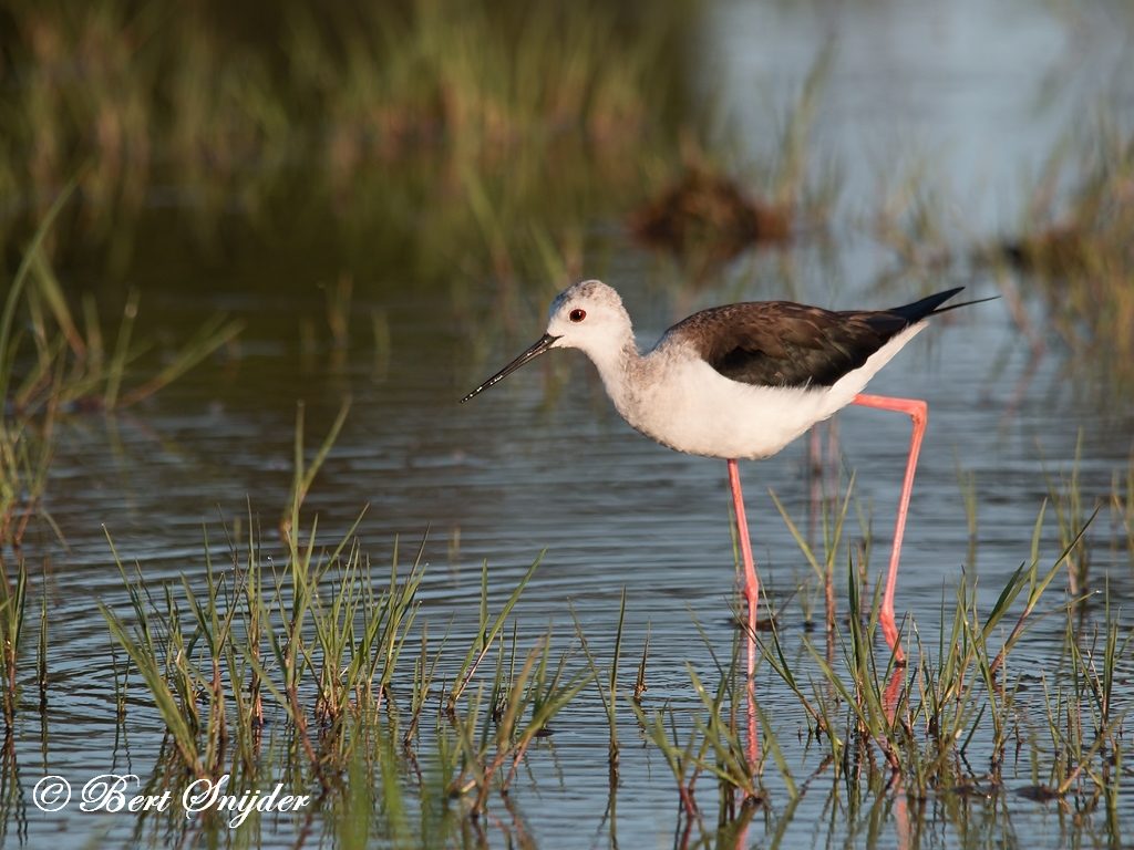 Black-winged Stilt Birding Portugal