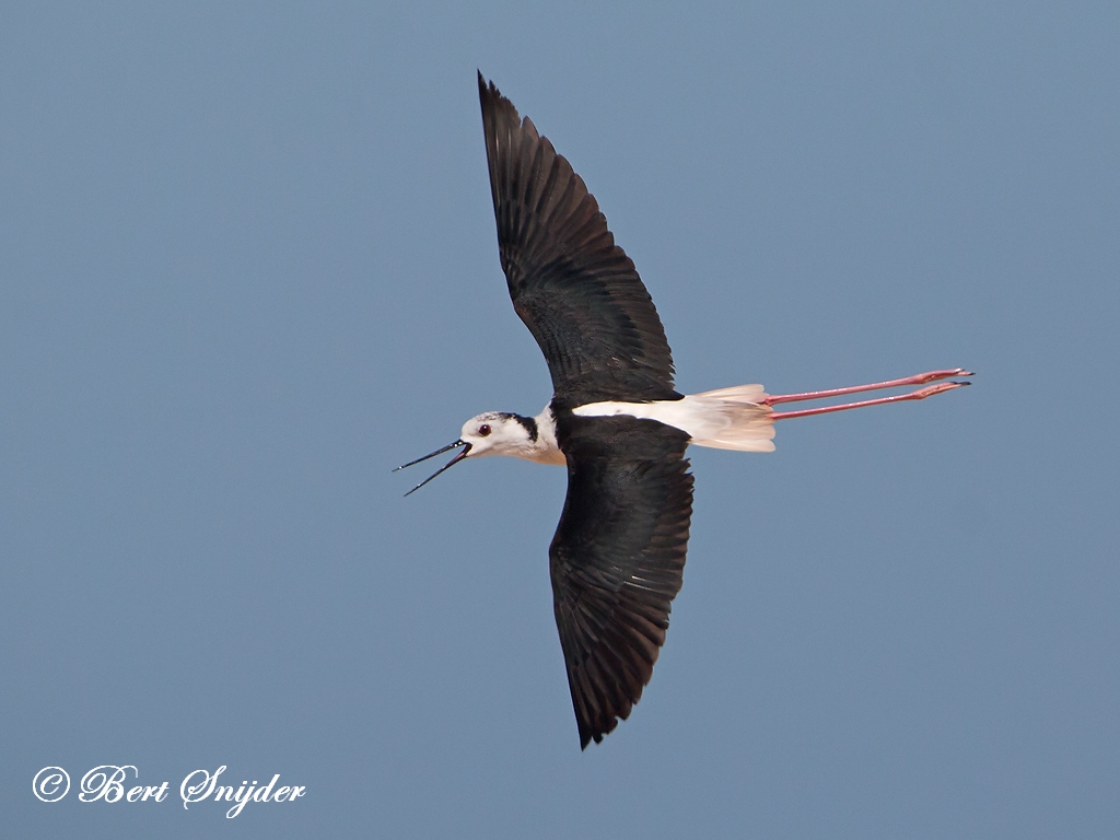 Black-winged Stilt Bird Hide BSP3 Portugal