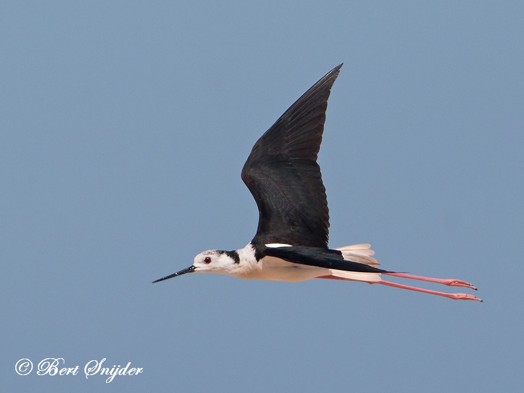 Black-winged Stilt Bird Hide BSP3 Portugal