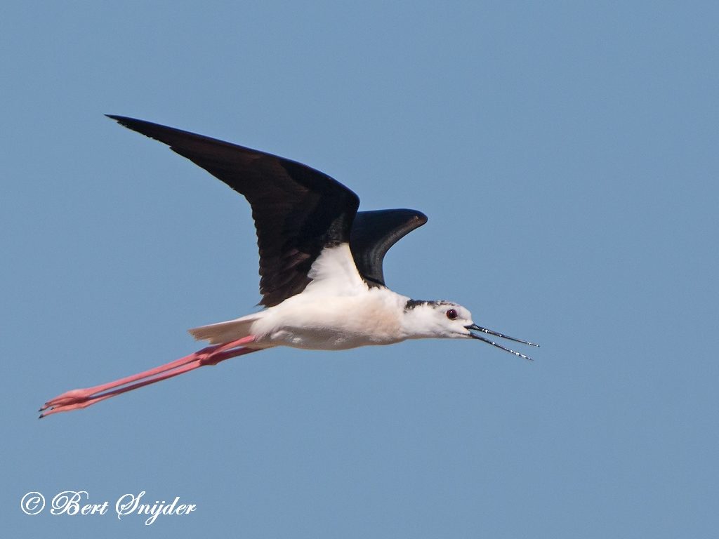 Black-winged Stilt Bird Hide BSP3 Portugal