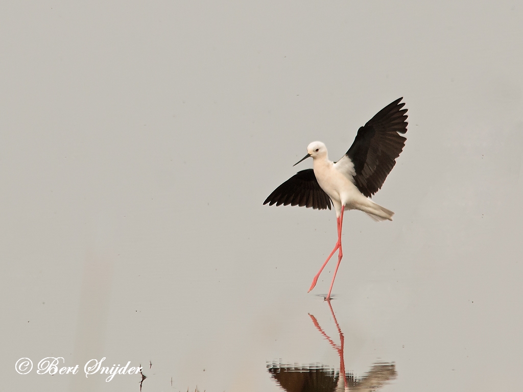 Black-winged Stilt Birding Portugal