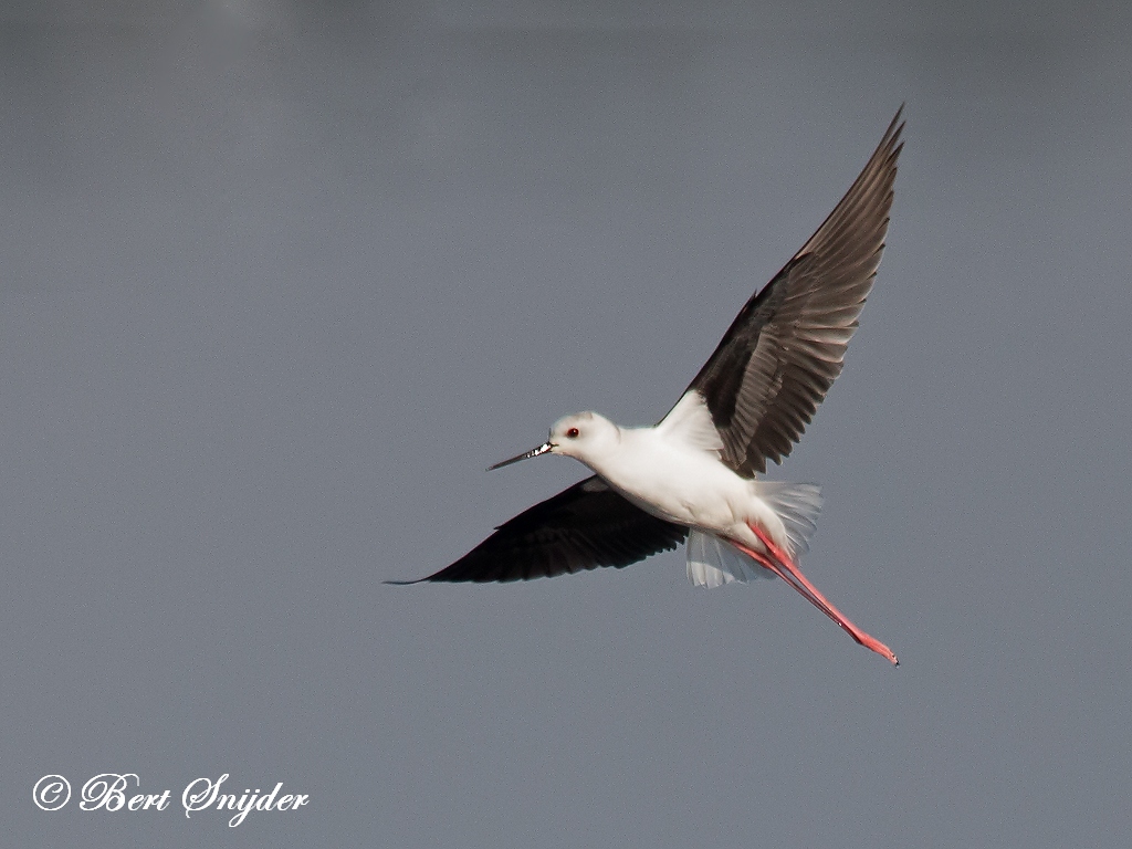 Black-winged Stilt Birding Portugal