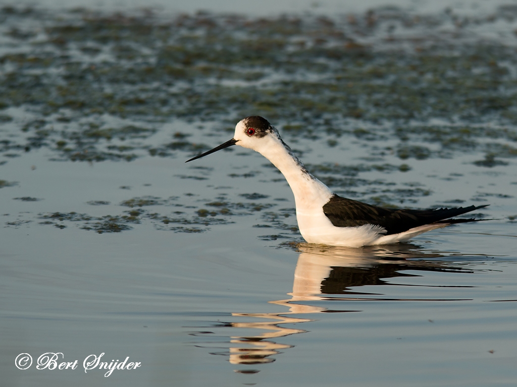 Black-winged Stilt Birding Portugal