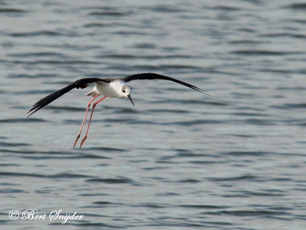 Black-winged Stilt Birding Portugal