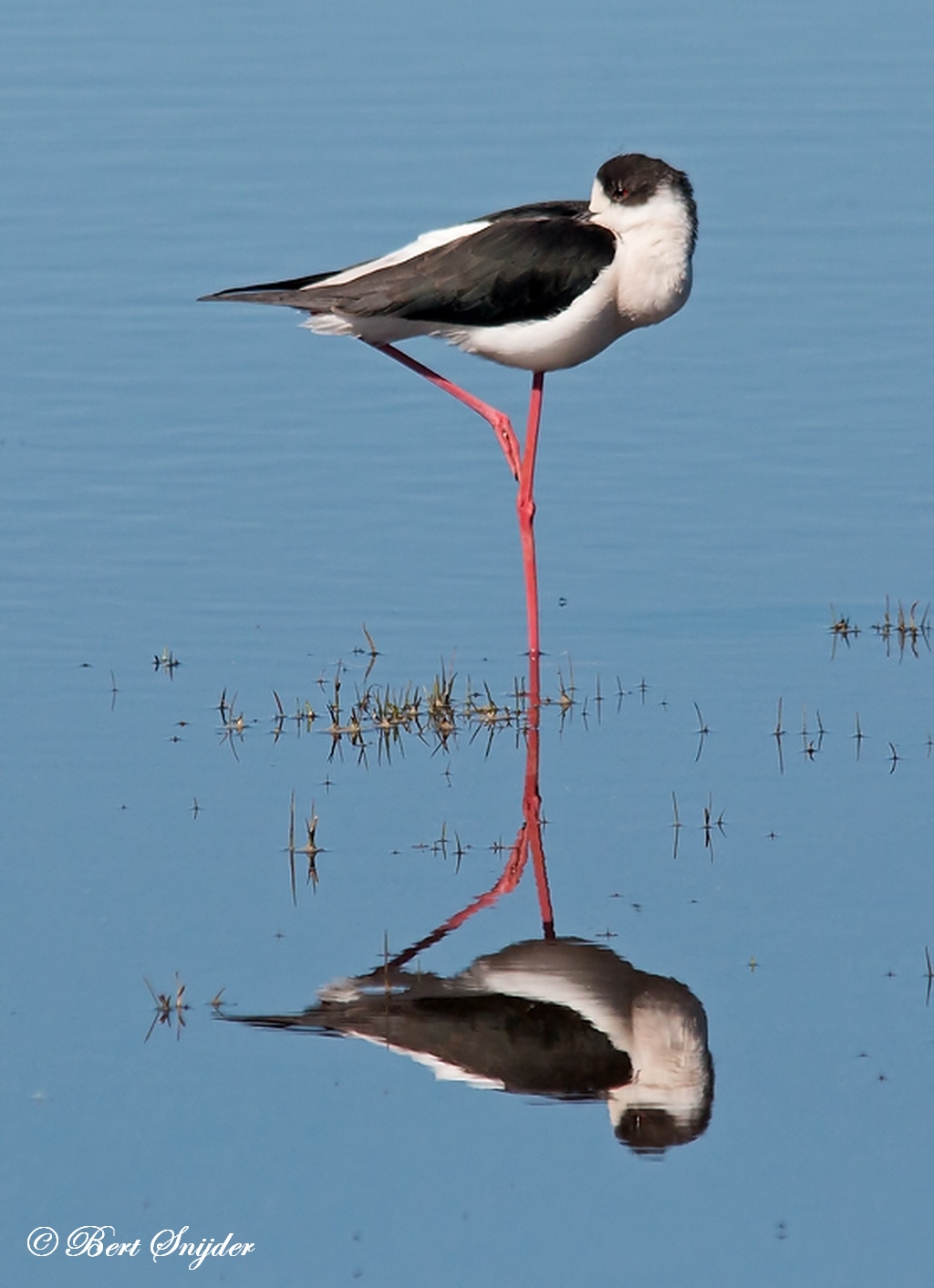 Black-winged Stilt Birding Portugal