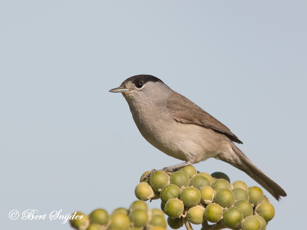 Blackcap Birding Portugal