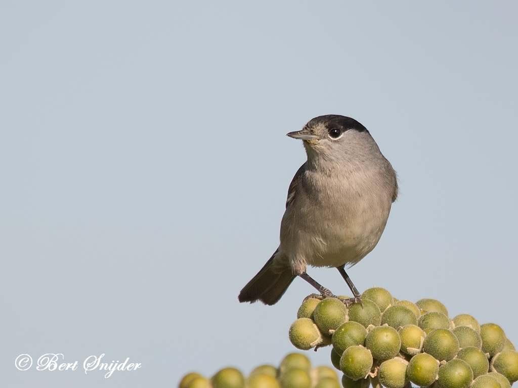 Blackcap Birding Portugal