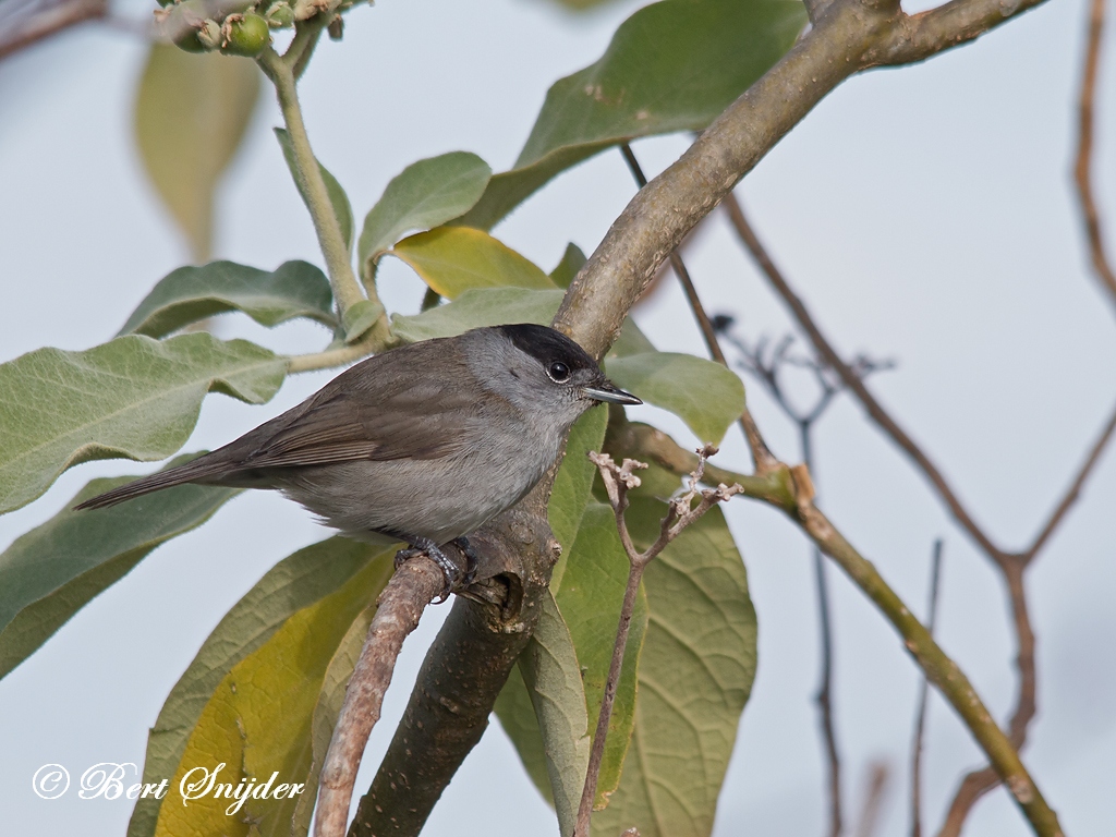 Blackcap Birding Portugal