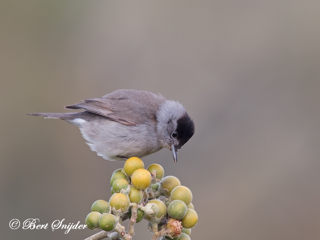 Blackcap Birding Portugal