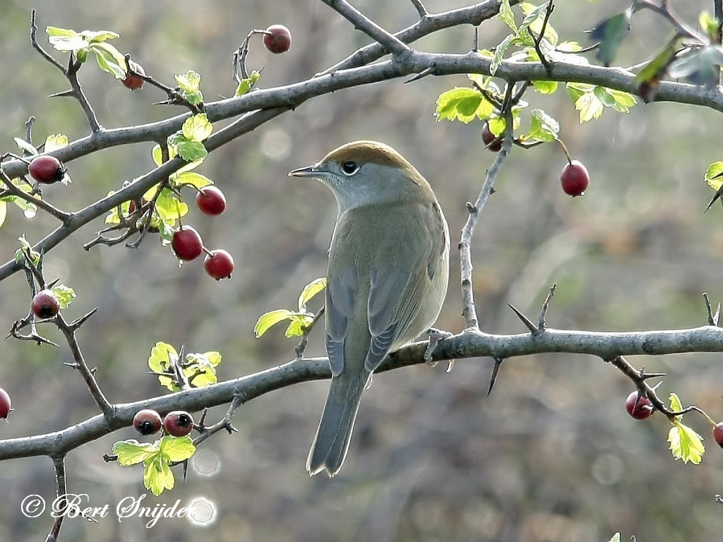 Blackcap Birding Portugal