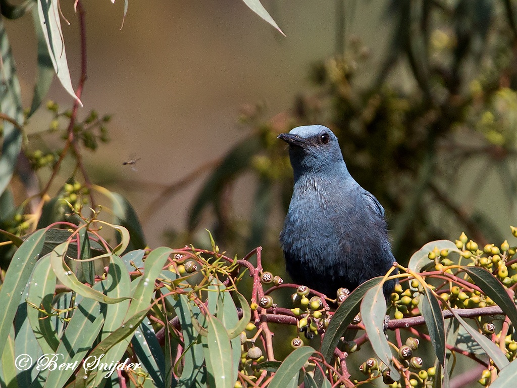 Blue Rock Thrush Birding Portugal