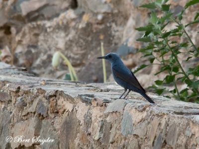 Blue Rock Thrush Birding Portugal