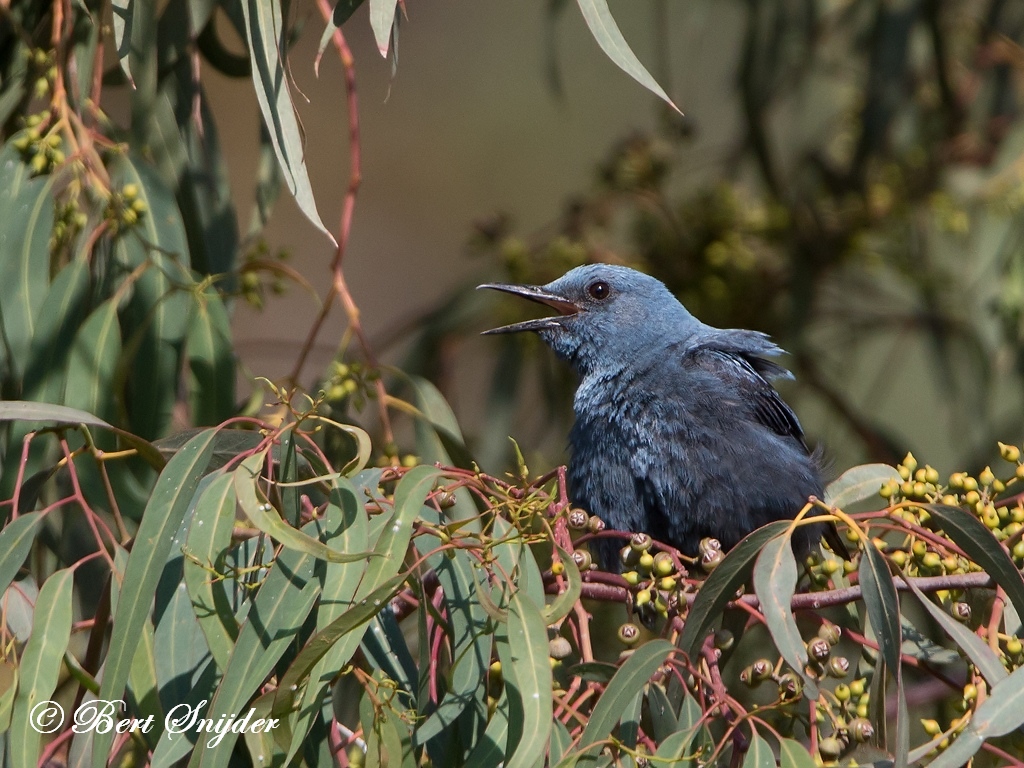 Blue Rock Thrush Birding Portugal