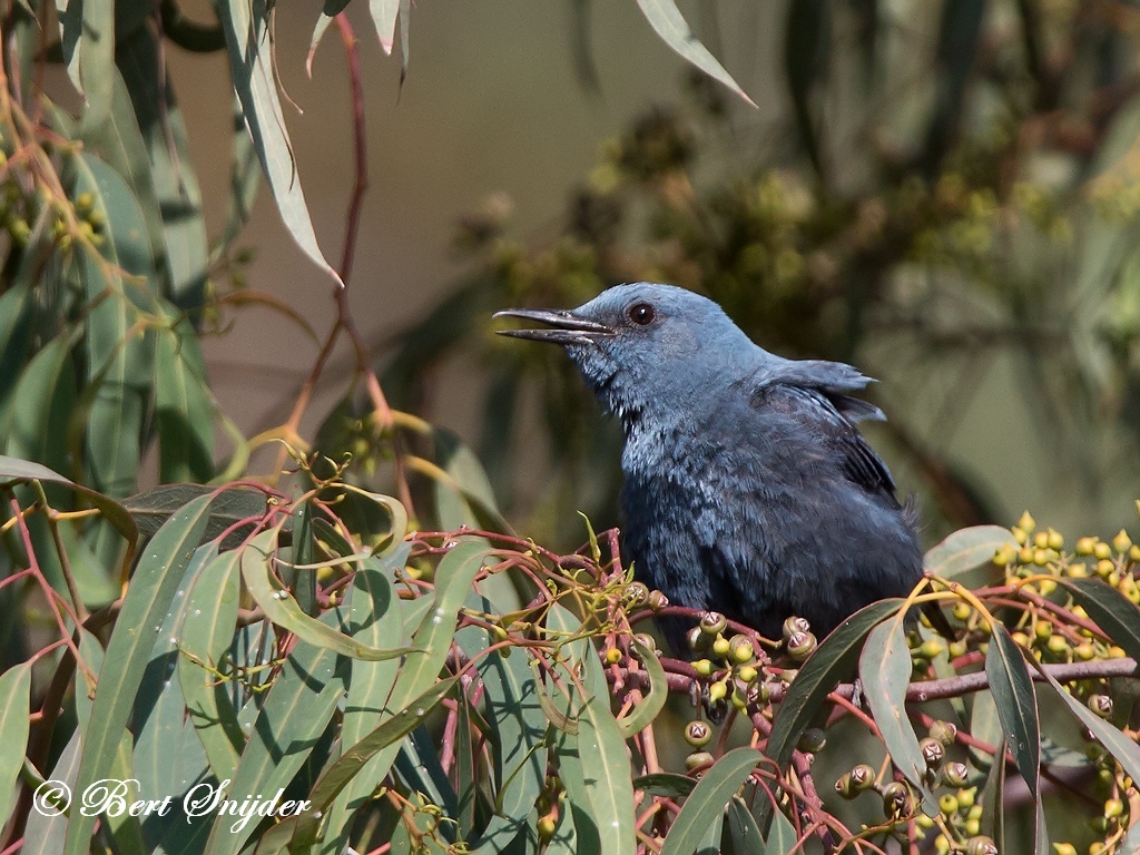 Blue Rock Thrush Birding Portugal