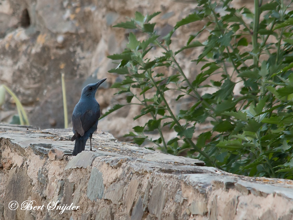 Blue Rock Thrush Birding Portugal