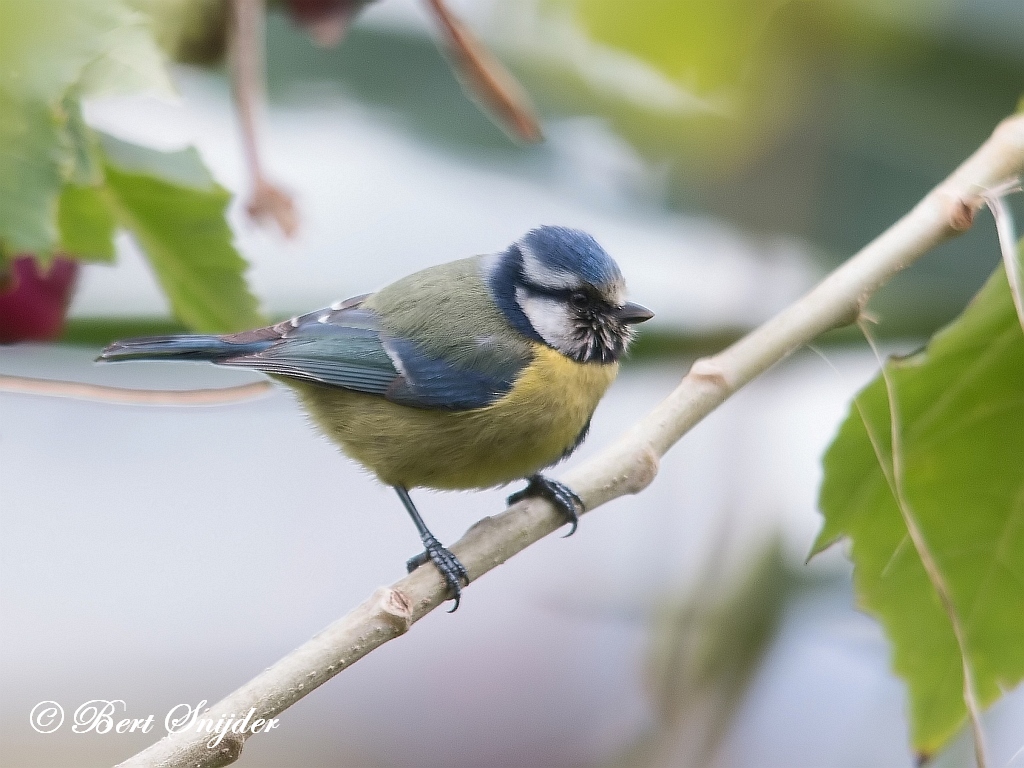 Blue Tit Birding Portugal
