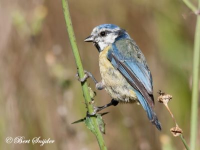 Blue Tit Birding Portugal