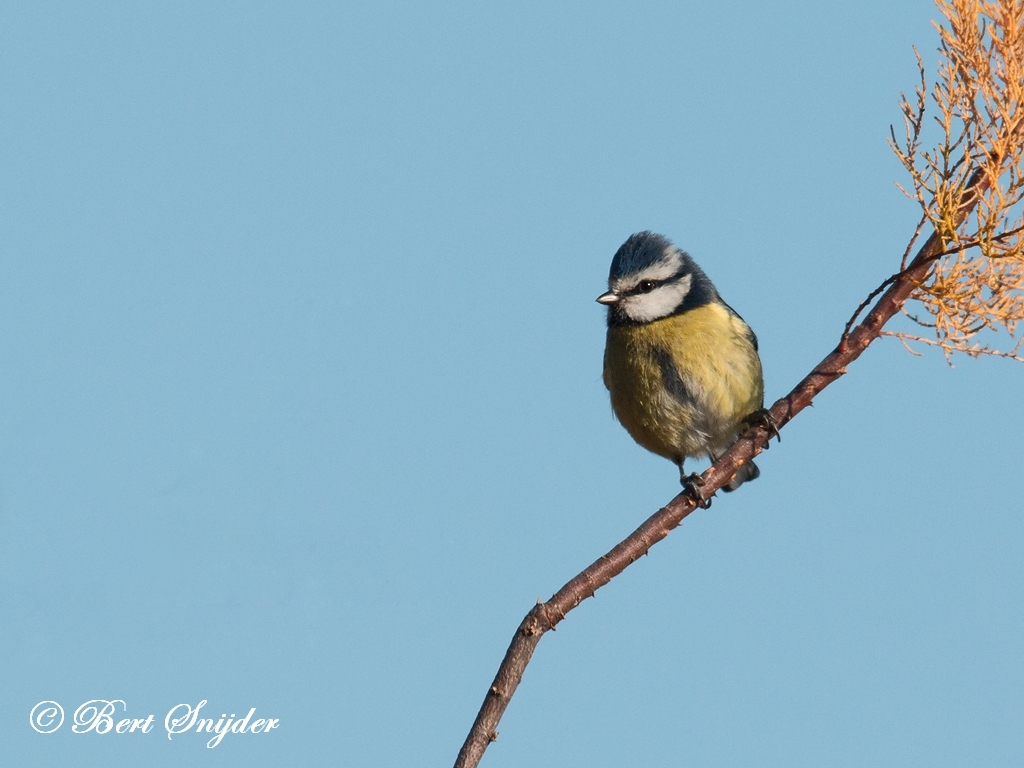 Blue Tit Bird Hide BSP2 Portugal