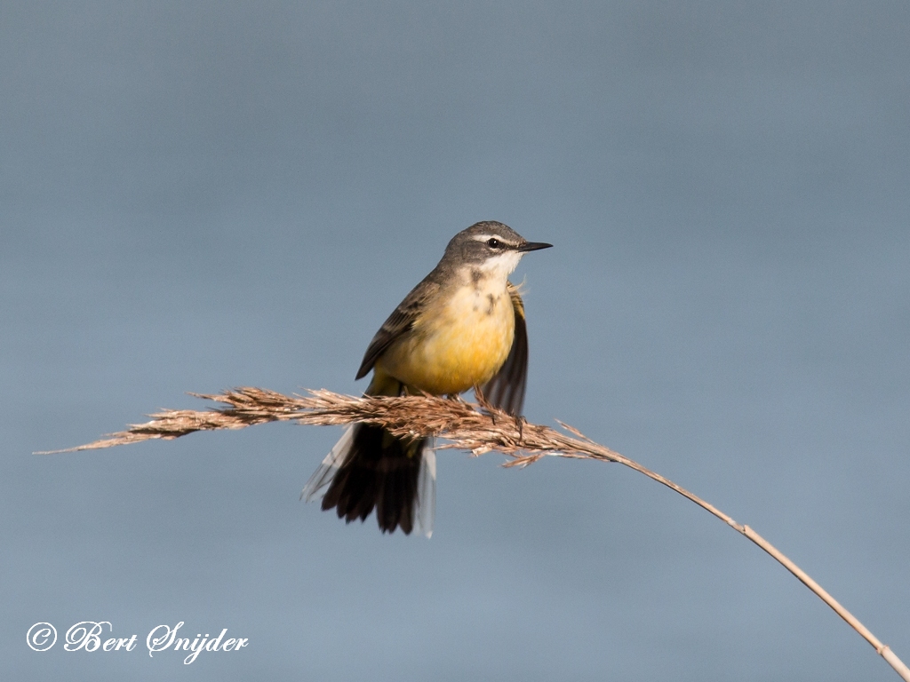 Blue-headed Wagtail Birding Portugal