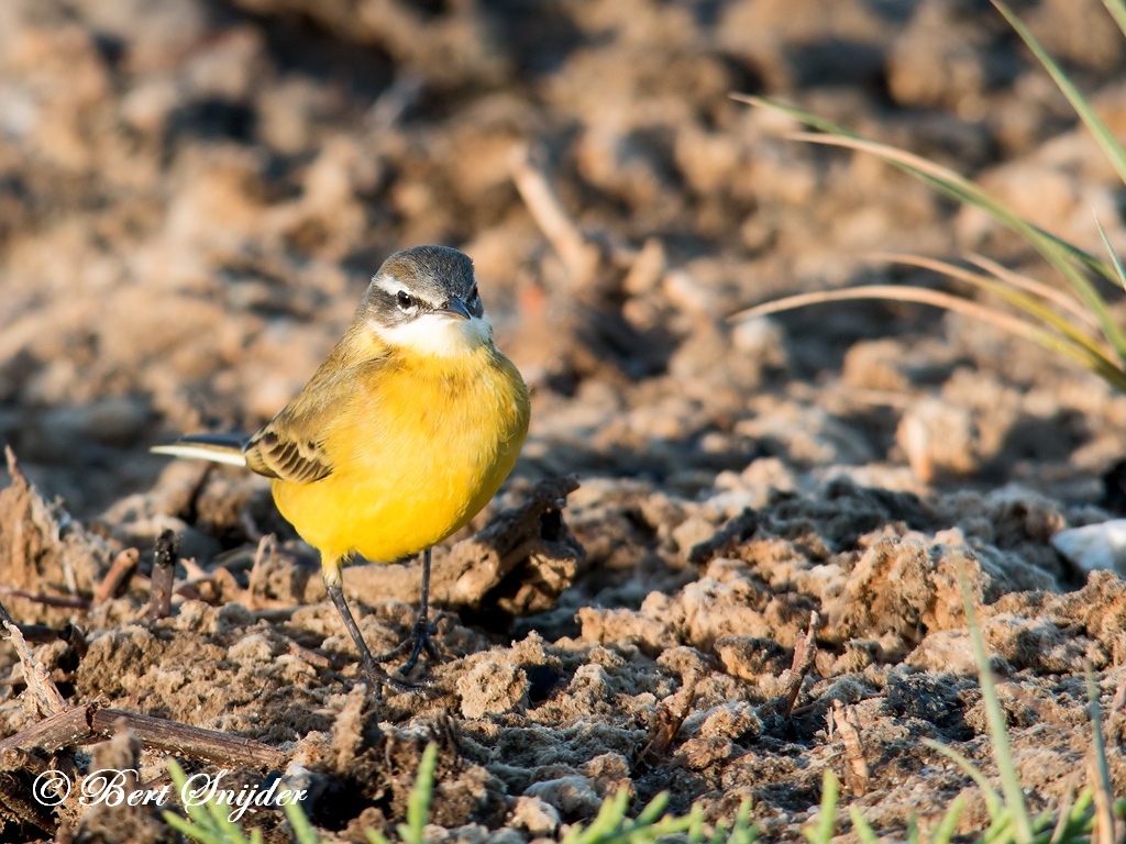 Blue-headed Wagtail Birding Portugal