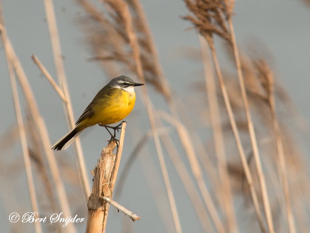 Blue-headed Wagtail Birding Portugal