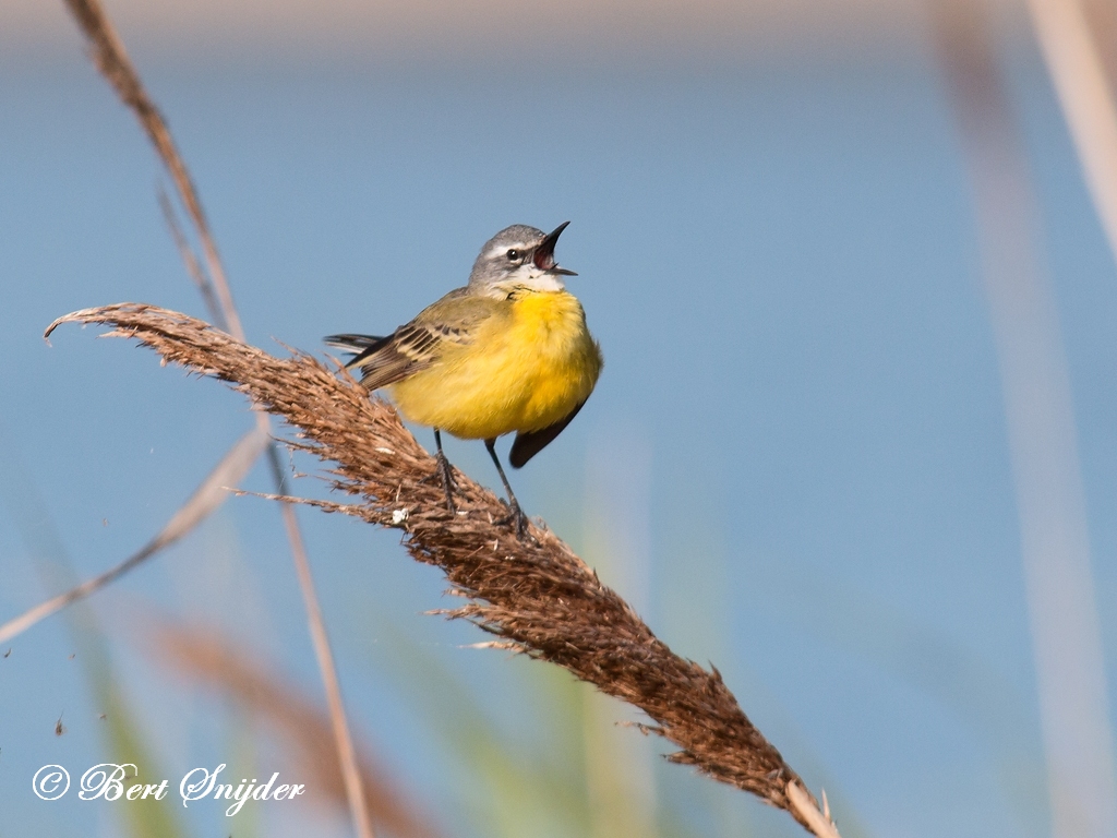 Blue-headed Wagtail Birding Portugal