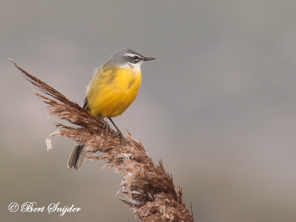 Blue-headed Wagtail Birding Portugal