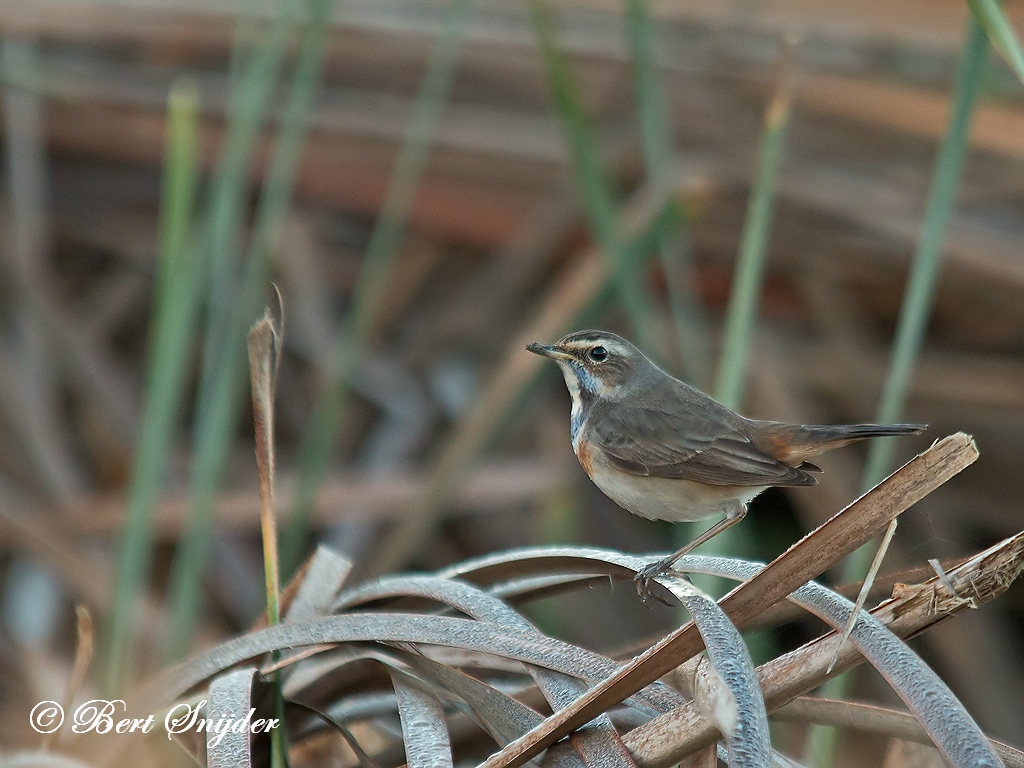 Bluethroat Birding Portugal