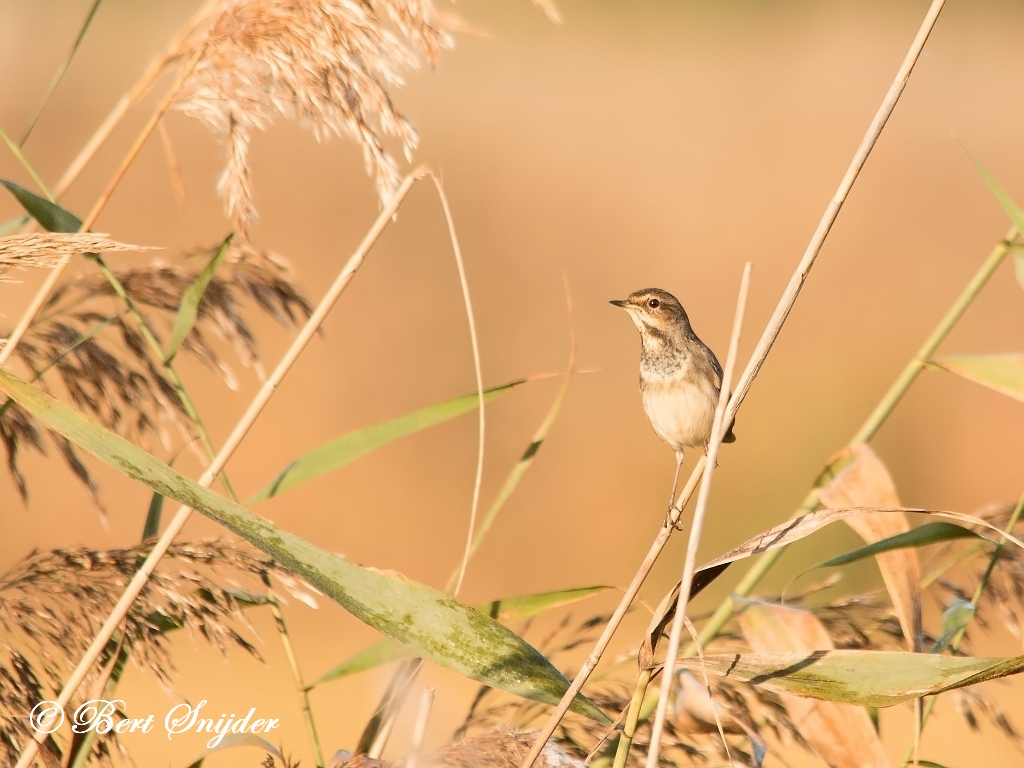 Bluethroat Birding Portugal