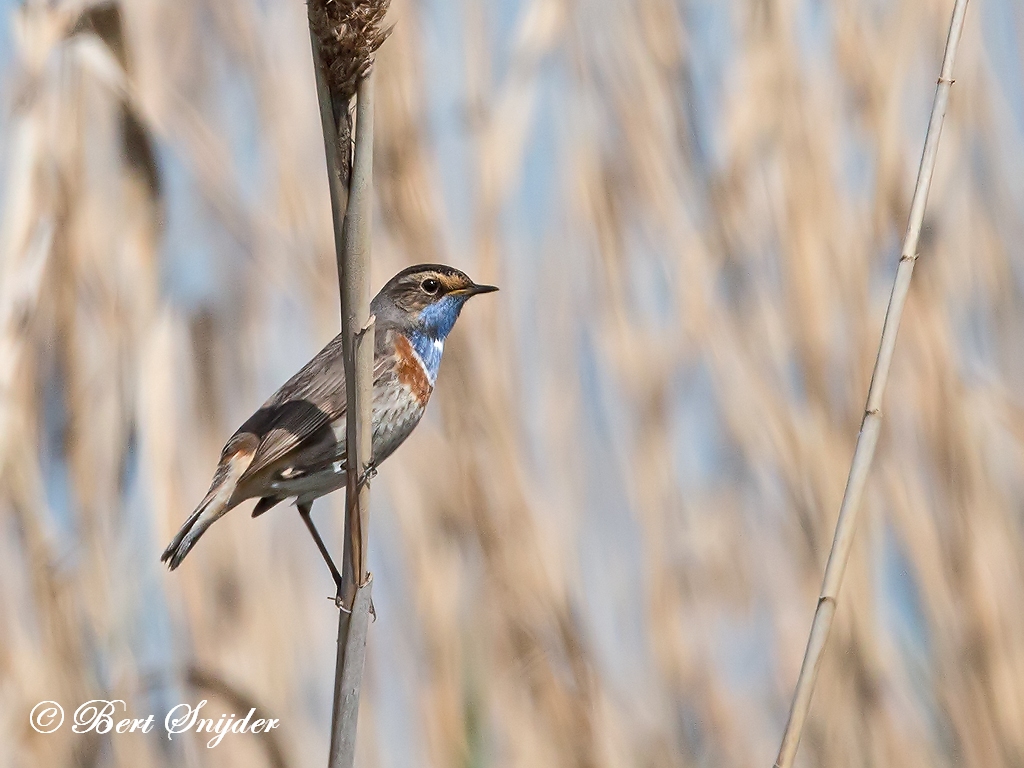 Bluethroat Birding Portugal