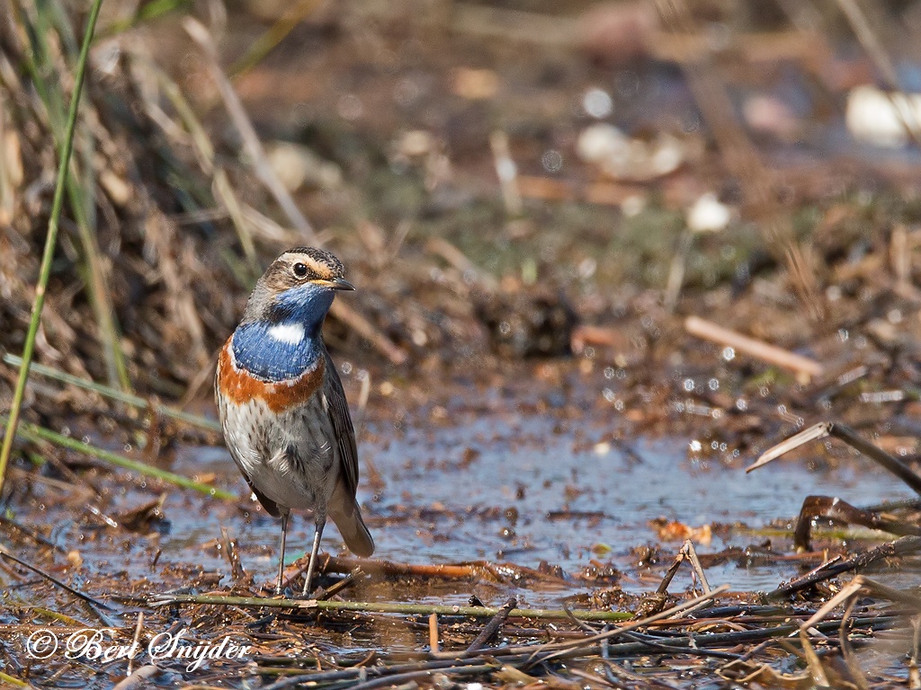 Bluethroat Birding Portugal