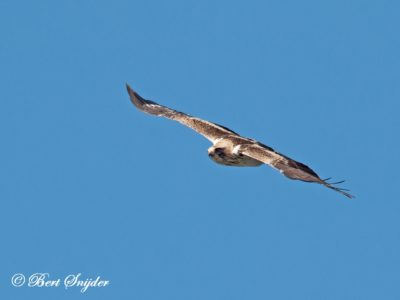 Booted Eagle Birding Portugal