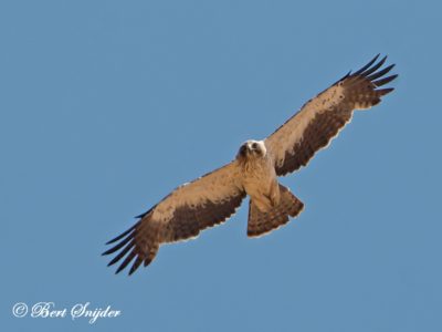 Booted Eagle Birding Portugal