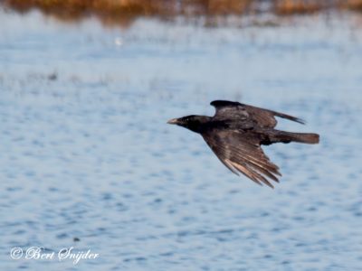 Carrion Crow Birding Portugal