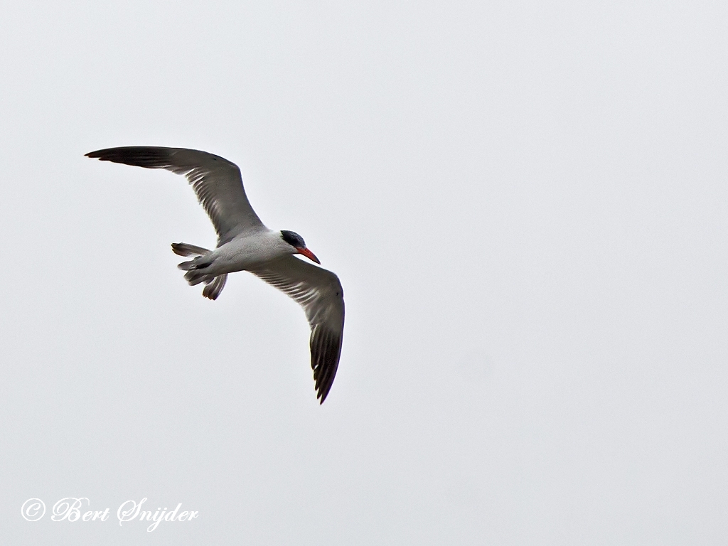 Caspian Tern Bird Hide BSP2 Portugal