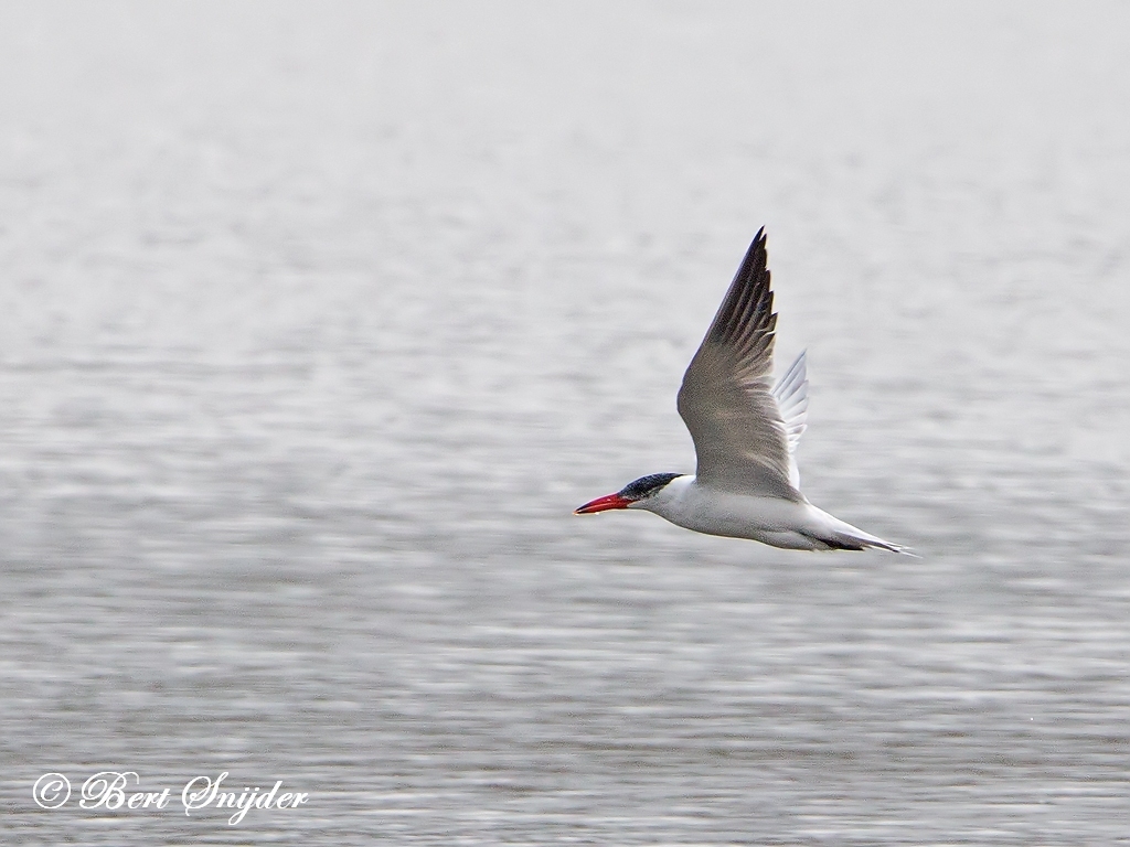 Caspian Tern Bird Hide BSP2 Portugal