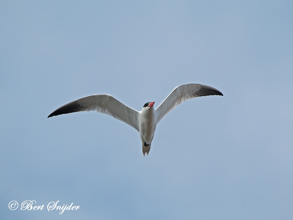 Caspian Tern Bird Hide BSP2 Portugal