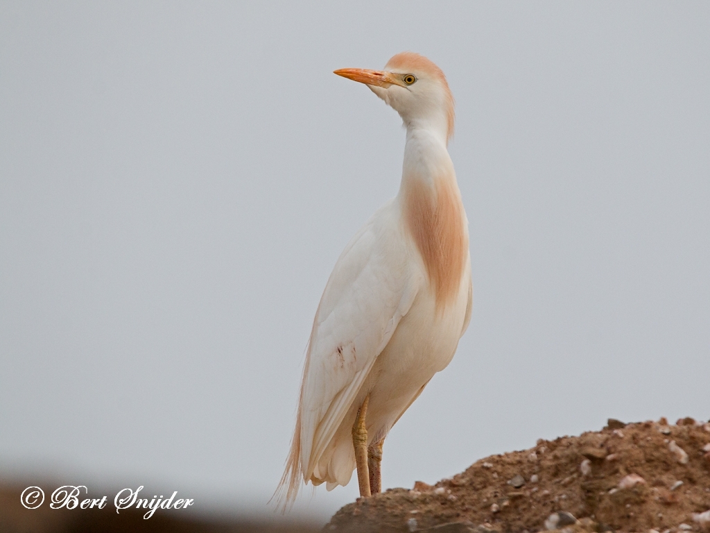 Cattle Egret Bird Hide BSP6 Portugal