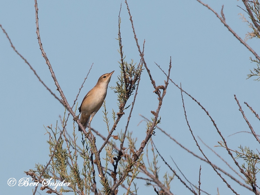 Cetti´s Warbler Bird Hide BSP3 Portugal