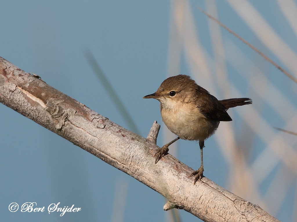 Cetti´s Warbler Bird Hide BSP3 Portugal