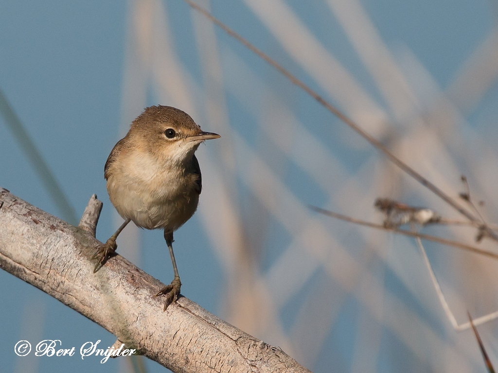 Cetti´s Warbler Bird Hide BSP3 Portugal