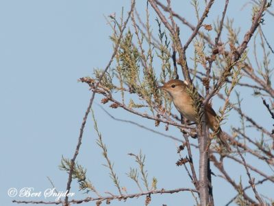 Cetti´s Warbler Bird Hide BSP3 Portugal