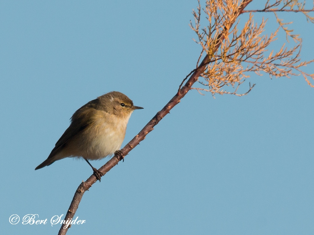 Chiffchaff Bird Hide BSP2 Portugal