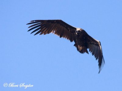 Cinereous Vulture Birding Portugal