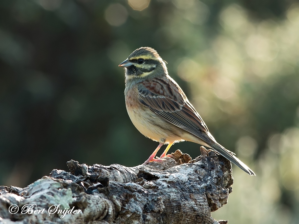 Cirl Bunting Birding Portugal