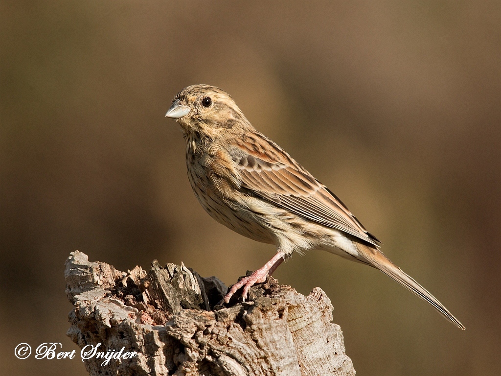 Cirl Bunting Birding Portugal