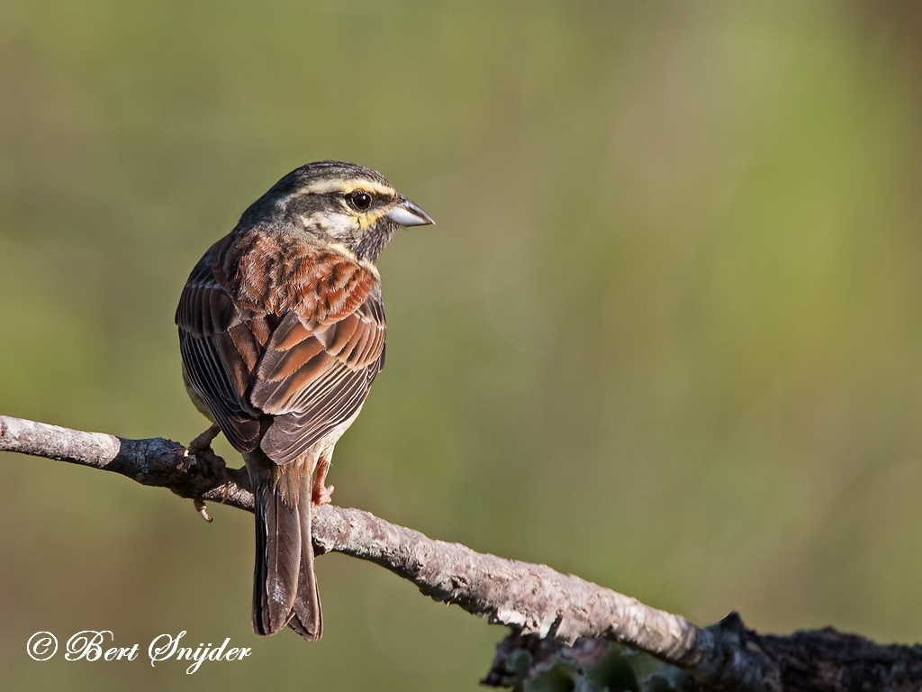 Cirl Bunting Birding Portugal