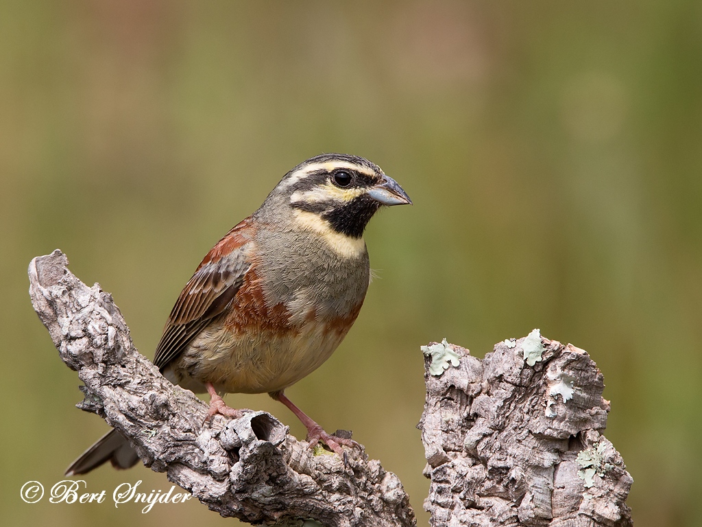 Cirl Bunting Birding Portugal