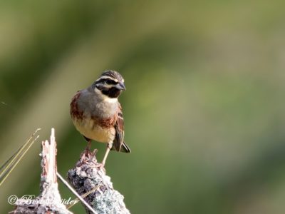 Cirl Bunting Birding Portugal