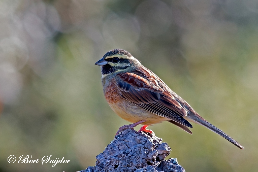 Cirl Bunting Birding Portugal